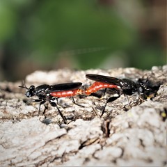 Lampria bicolor