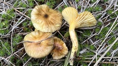 Hygrophorus boyeri