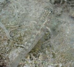 Coryphopterus glaucofraenum