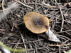 Hygrophorus boyeri
