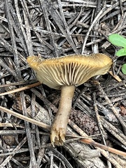 Hygrophorus boyeri