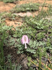 Dicentra pauciflora