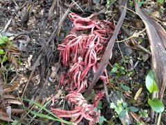 Clathrus archeri