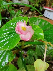 Begonia cucullata