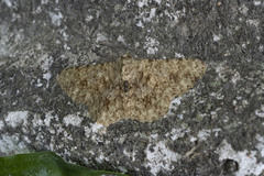 Racotis boarmiaria
