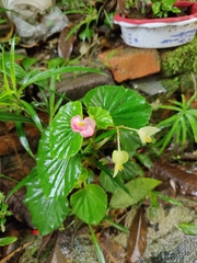 Begonia cucullata