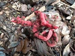 Clathrus archeri