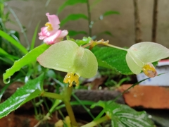 Begonia cucullata