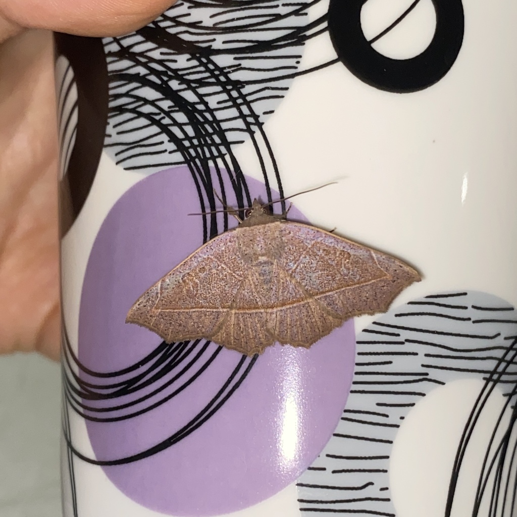 Epitausa pallescens