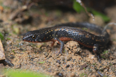 Loxopholis parietalis