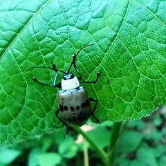 Meristata spilota