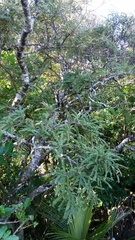 Sophora microphylla
