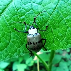 Meristata spilota