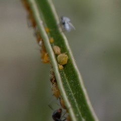 Aphis asclepiadis