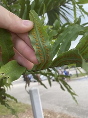 Phlebodium aureum