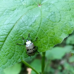 Meristata spilota