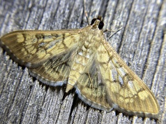 Mimorista