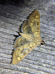Mimorista