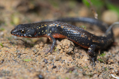 Loxopholis parietalis