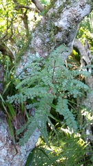 Sophora microphylla