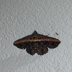 Selenisa lanipes