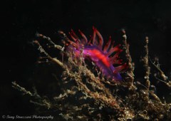 Coryphellina lotos