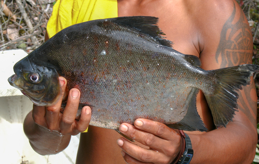 Tometes makue