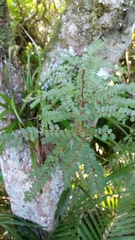 Sophora microphylla