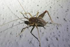 Ceuthophilus secretus