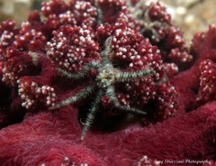 Ophiothela mirabilis