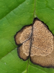 Phyllosticta asiminae