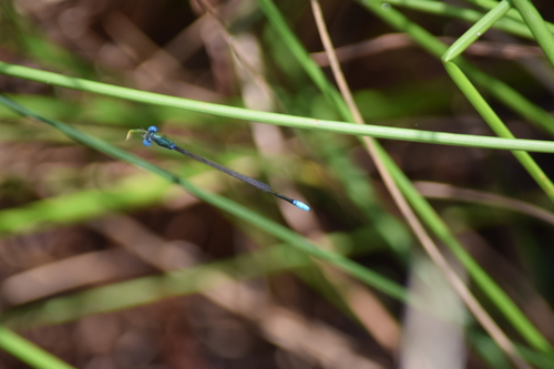 Sphagnum Sprite photo 5