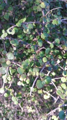 Coprosma rhamnoides