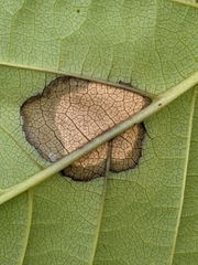 Phyllosticta asiminae