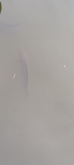 Channa striata
