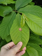 Phyllosticta asiminae