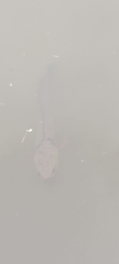 Channa striata