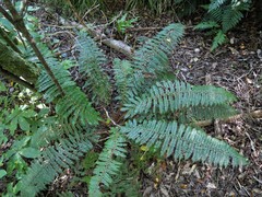 Polystichum silvaticum
