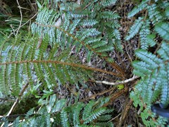 Polystichum silvaticum
