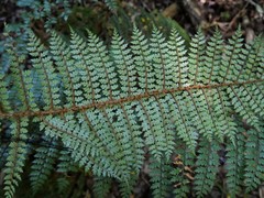 Polystichum silvaticum