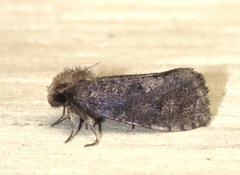 Acrolophus propinqua