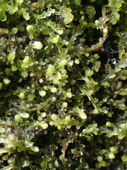 Fuscocephaloziopsis lunulifolia