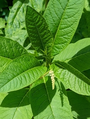 Phytolacca americana