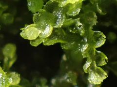 Fuscocephaloziopsis lunulifolia