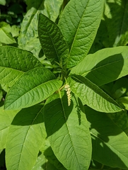Phytolacca americana