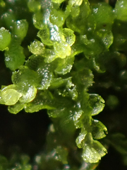 Fuscocephaloziopsis lunulifolia