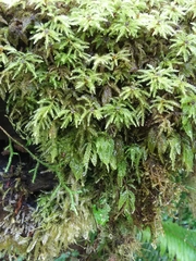 Thamnobryum
