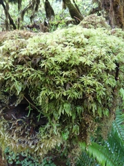 Thamnobryum