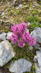 Pedicularis verticillata