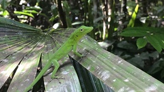 Anolis garmani